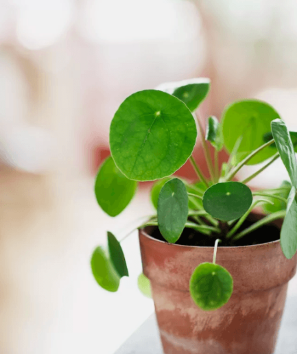 pilea peperomioides