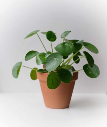 pilea peperomioides çin para bitkisi