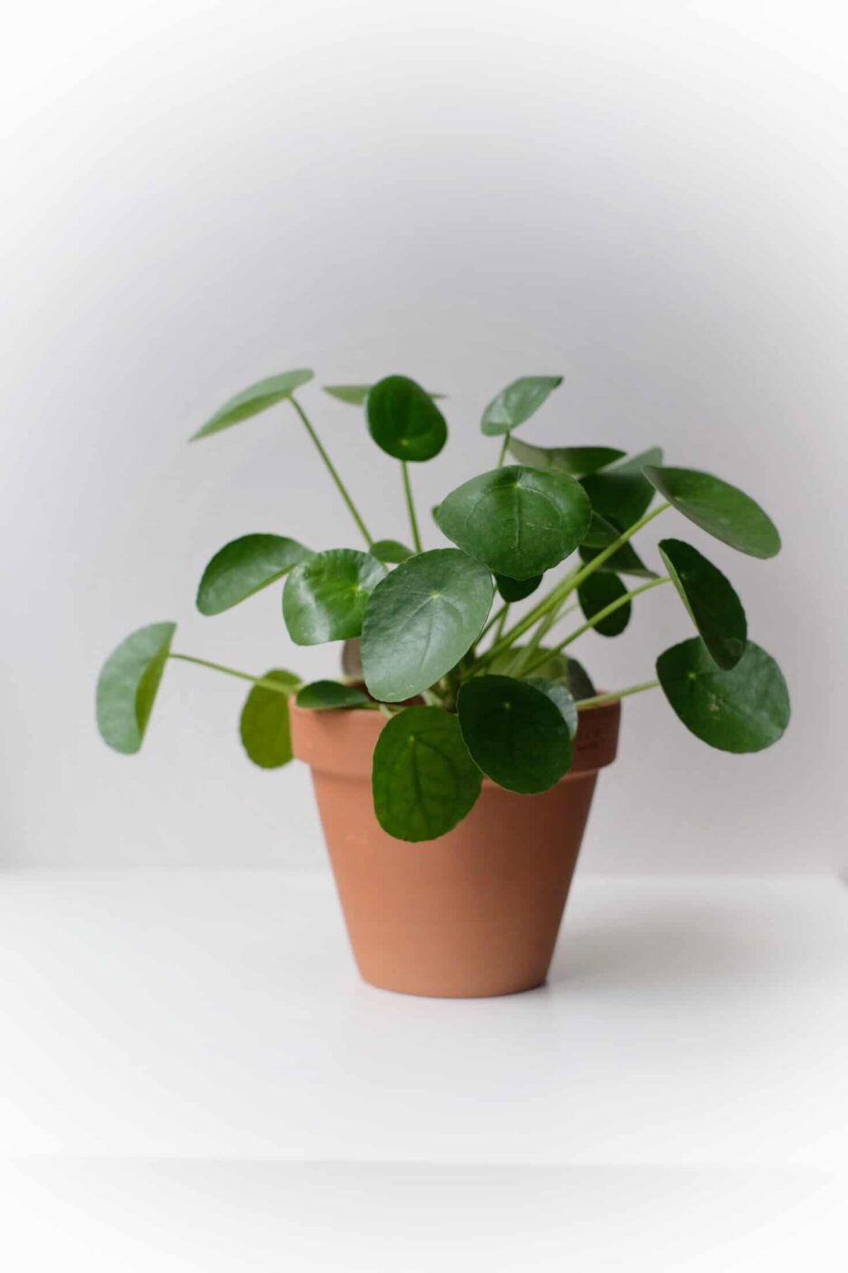 pilea peperomioides çin para bitkisi