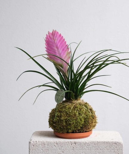 tillandsia cyneae pink quill