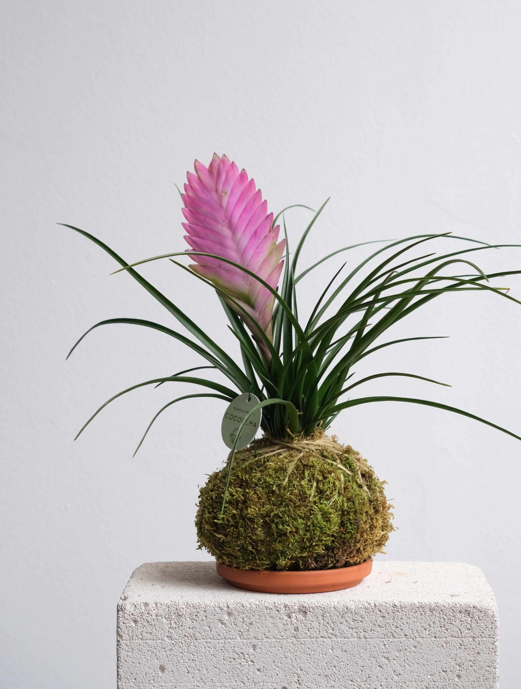 tillandsia cyneae pink quill tillandsia cyneae pink quill