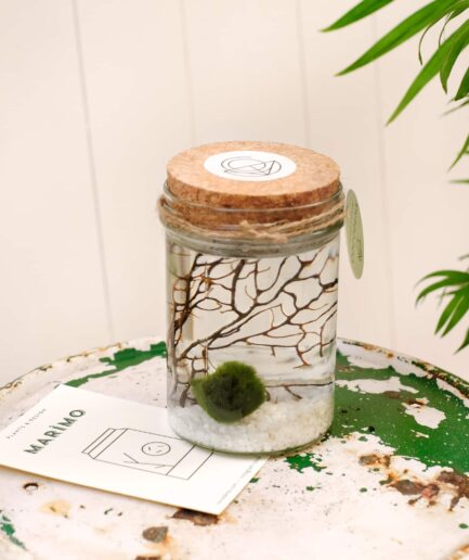 marimo japanese moss ball yosun topu