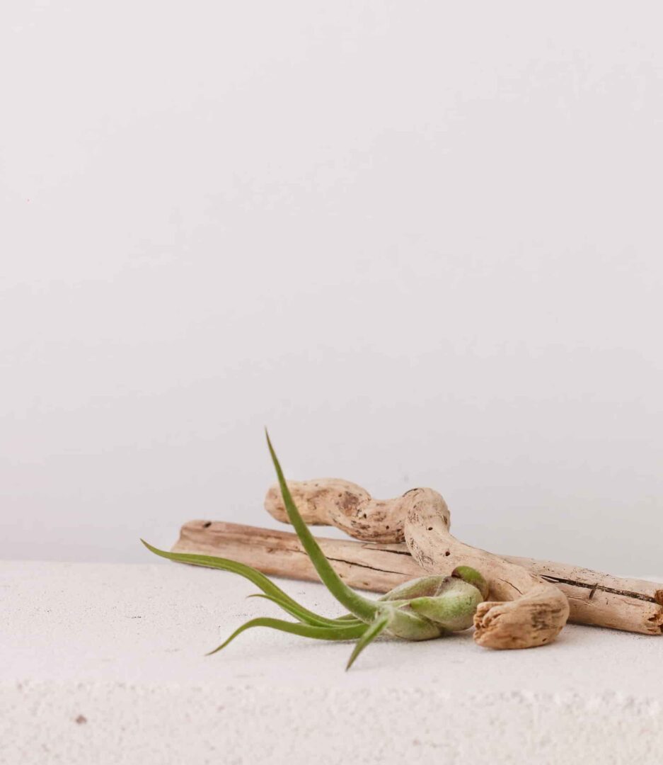 Tillandsia Caput- Medusea Hava Bitkisi Air Plant