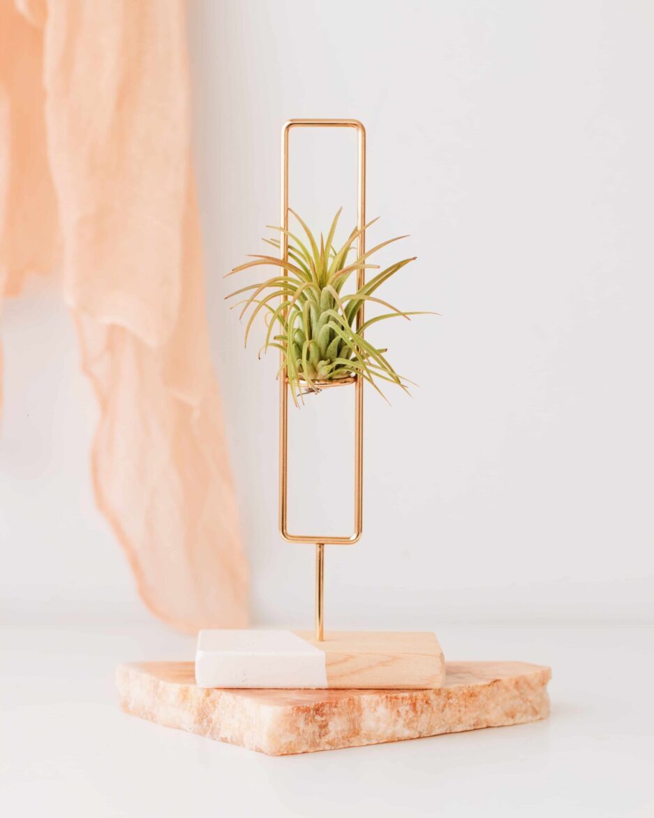 Squircle Air Plant Standı (Hava Bitkisi)