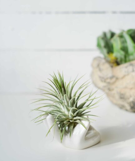 Ceramic Hand & Airplant (Hava Bitkisi)