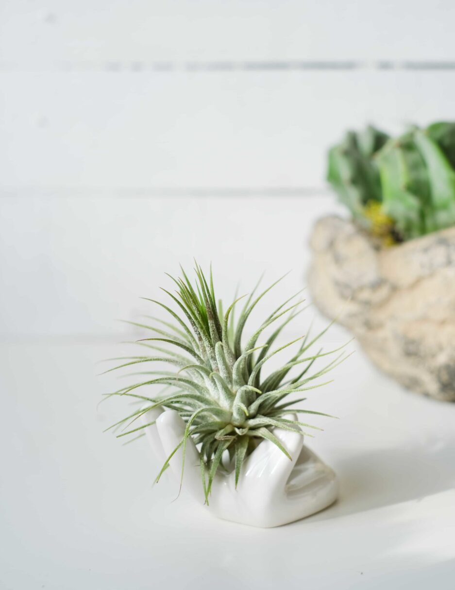 Ceramic Hand & Airplant (Hava Bitkisi)