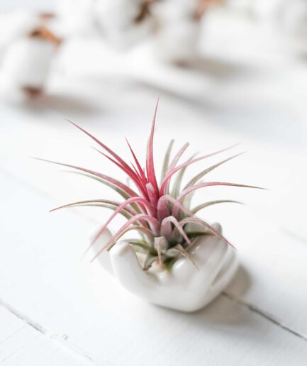 Ceramic Hand & Airplant (Hava Bitkisi)