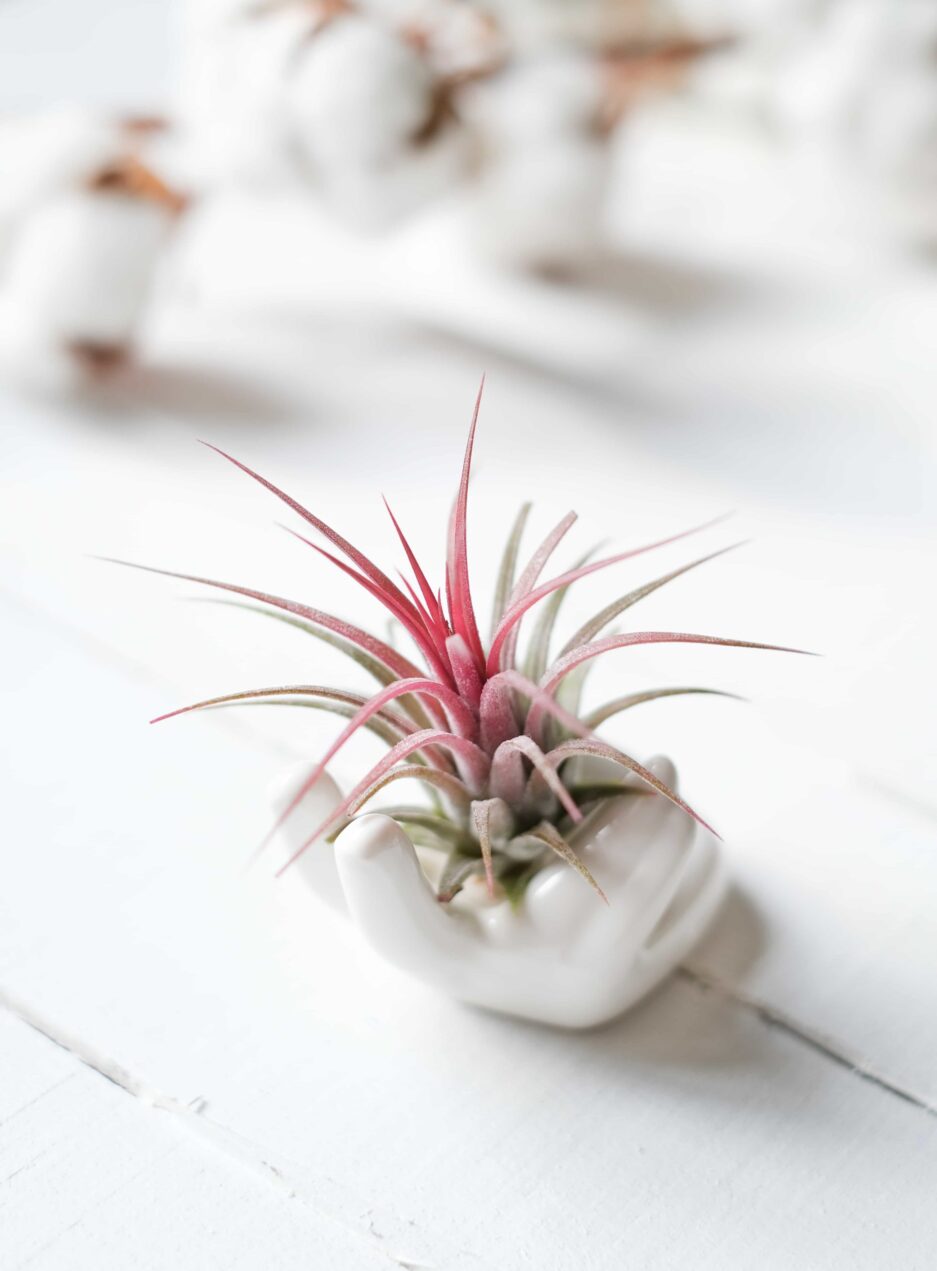 Ceramic Hand & Airplant (Hava Bitkisi)