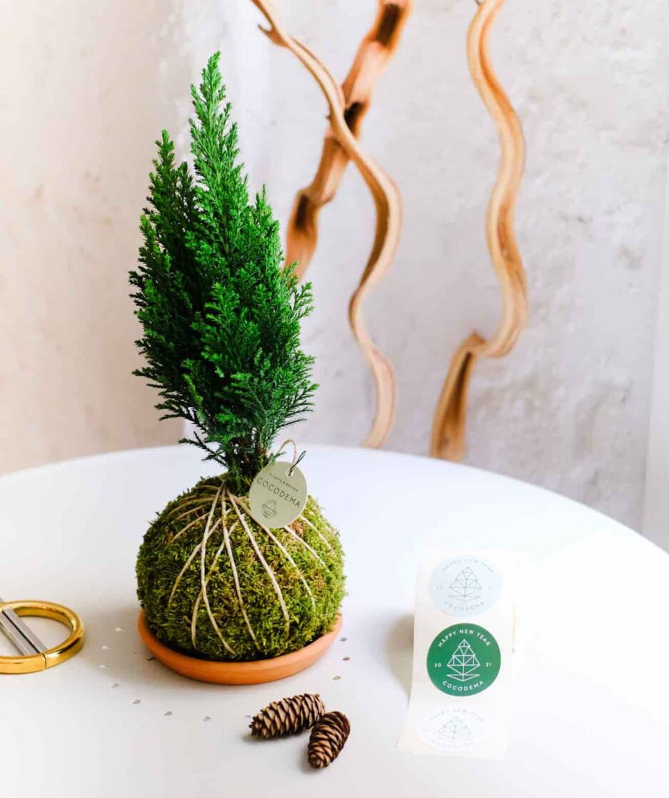 Pine Cocodema Çam Kokedama