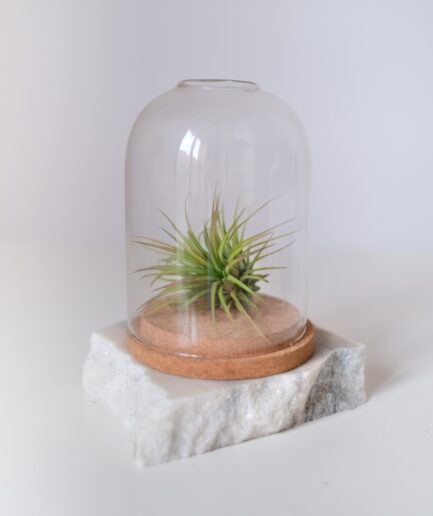 Terrarium_AirPlant_Teraryum_HavaBitkisi