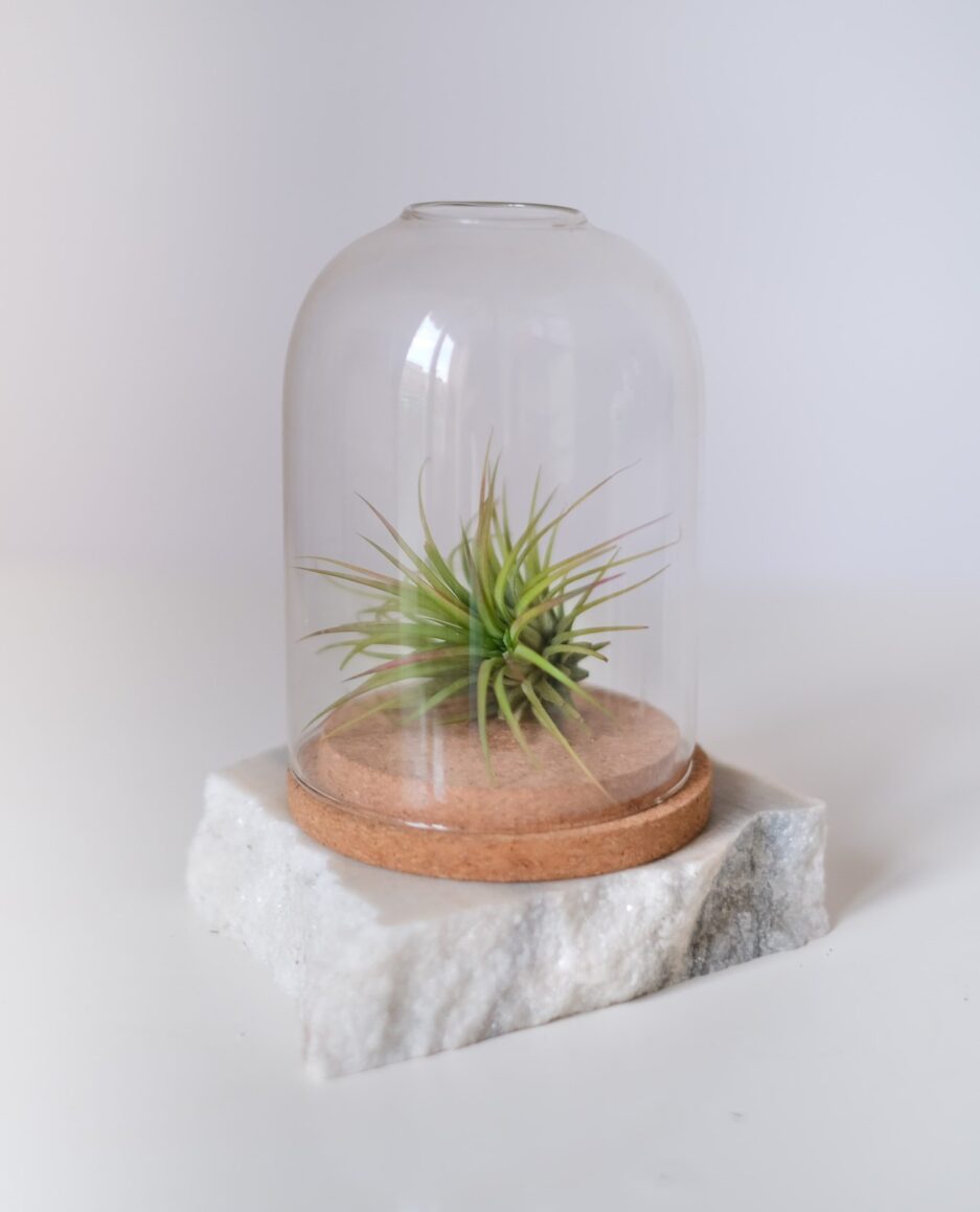 Terrarium_AirPlant_Teraryum_HavaBitkisi