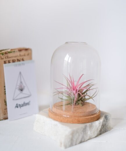 Terrarium Air Plant Teraryum Hava Bitkisi