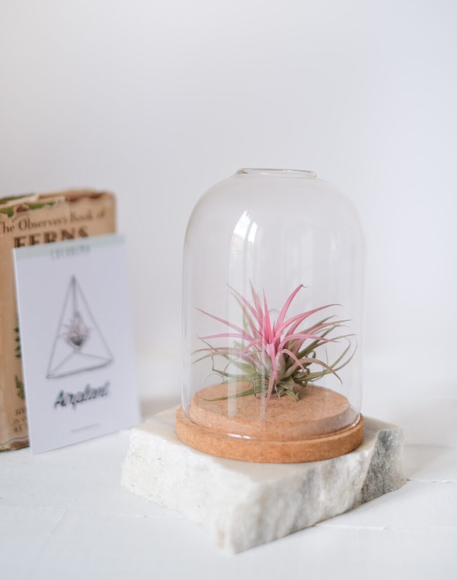 Terrarium Air Plant Teraryum Hava Bitkisi