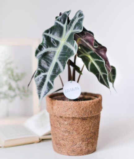 Alocasia Amazonica Fil Kulağı