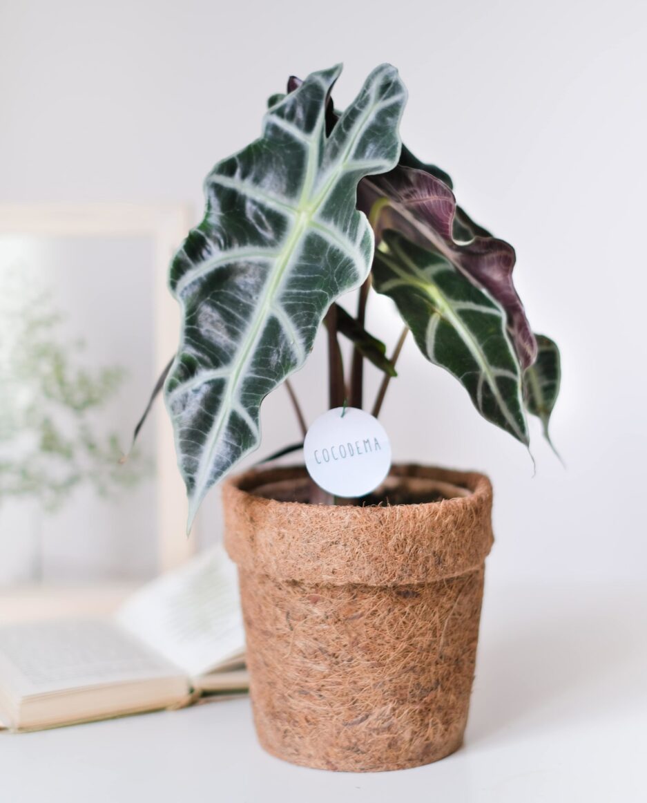 Alocasia Amazonica Fil Kulağı