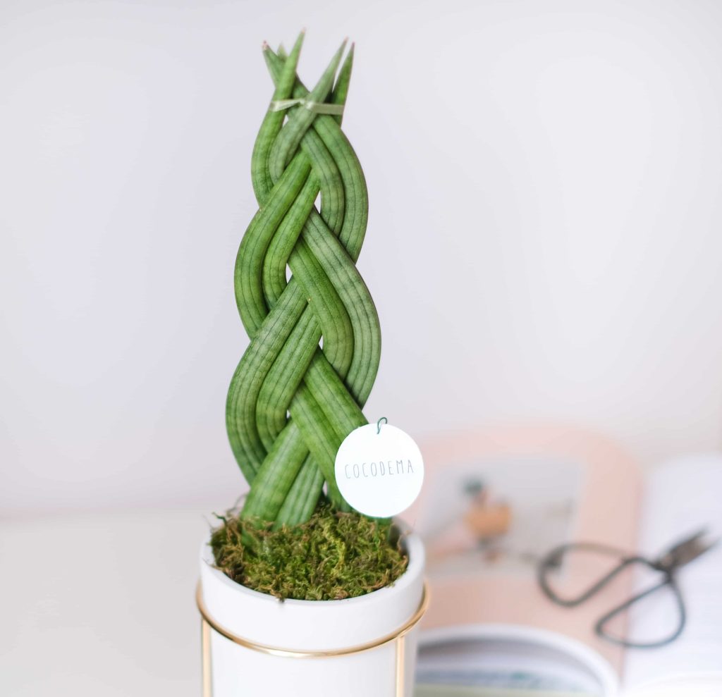 Sansevieria (Yılan Bitkisi)
Paşa Kılıcı