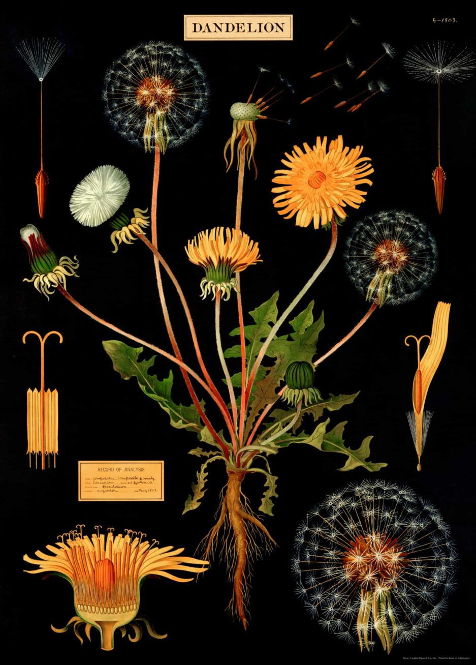 Dandelion Flower Vintage Poster Karahindiba