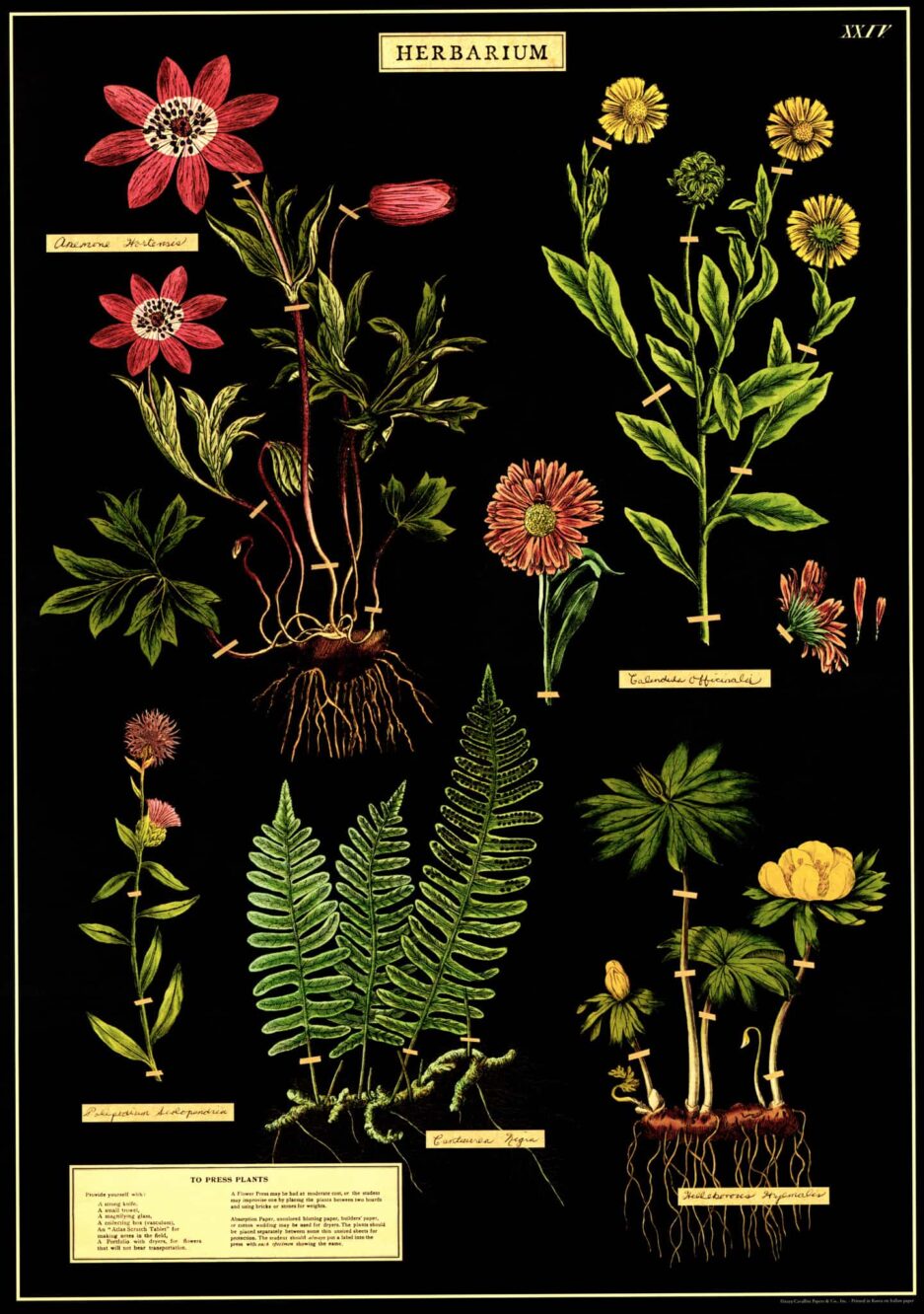 Herbarium vintage poster
