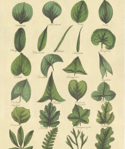 Leaves of Plants, Yaprak Tipleri Poster