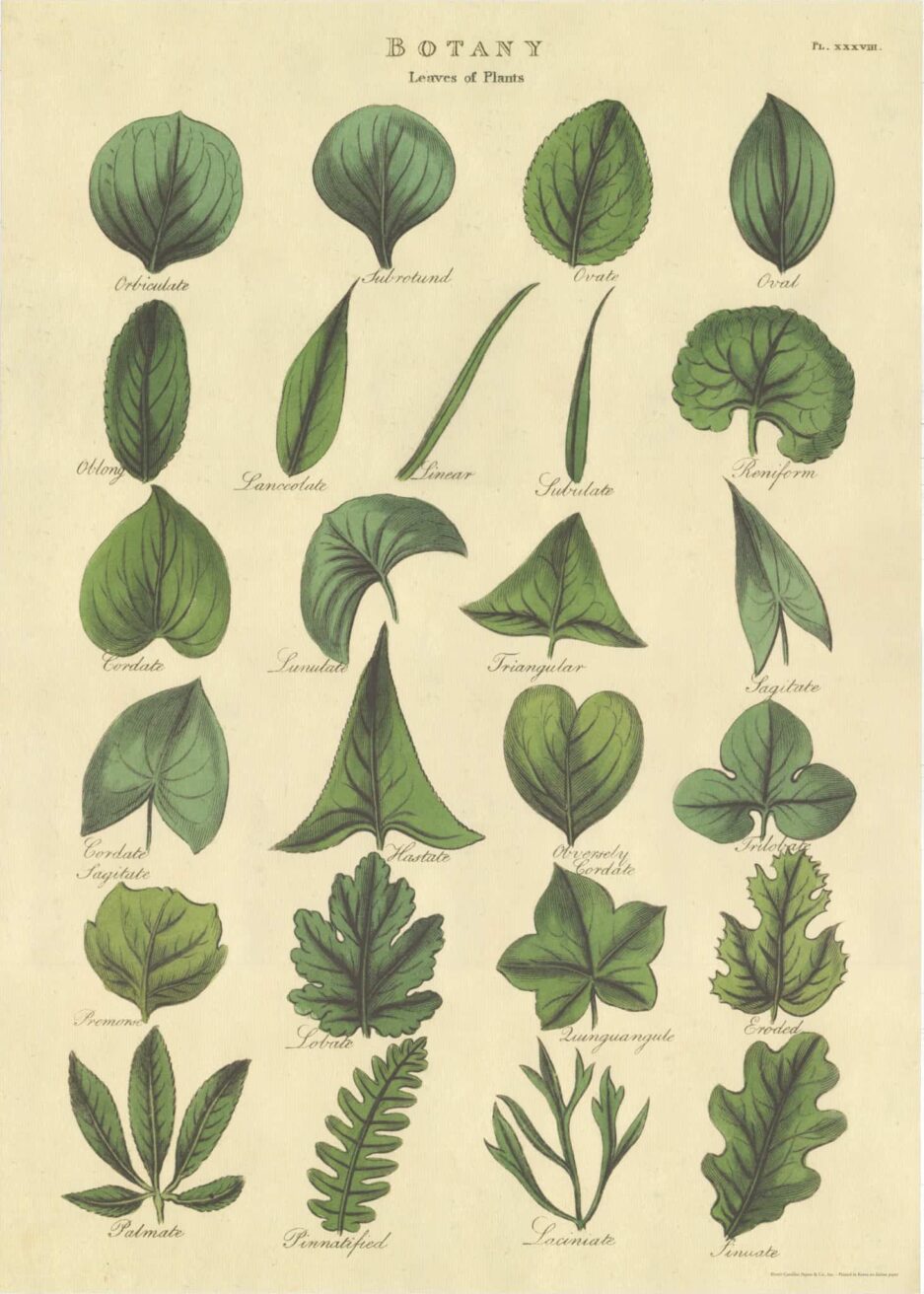 Leaves of Plants, Yaprak Tipleri Poster