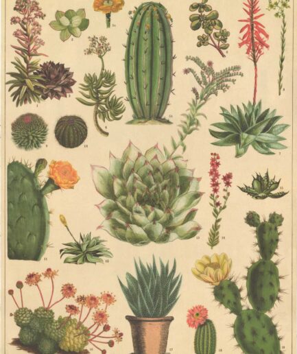 cacti and succulents kaktüs ve sukulentler poster
