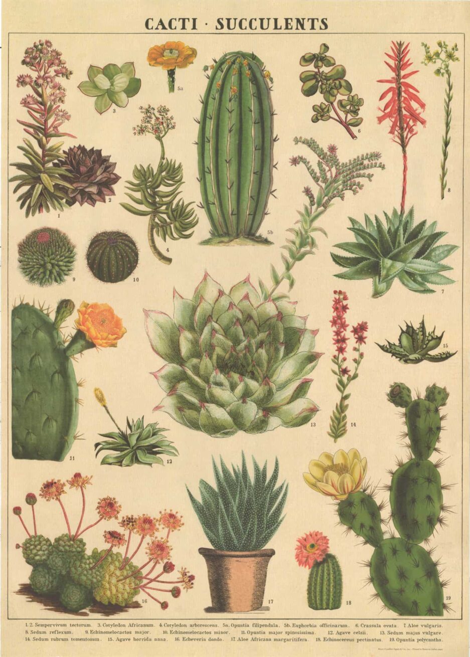 cacti and succulents kaktüs ve sukulentler poster