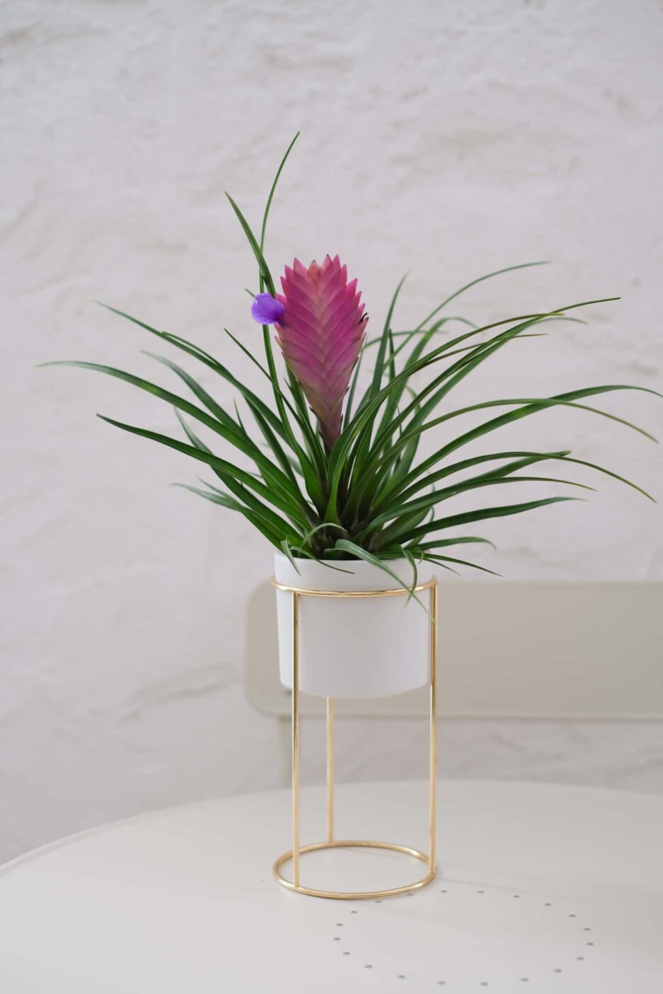 Tillandsia Cynaea Pink Quill