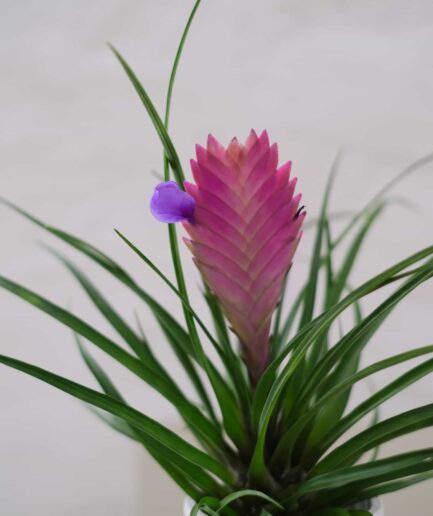 Tillandsia Cynaea Pink Quill