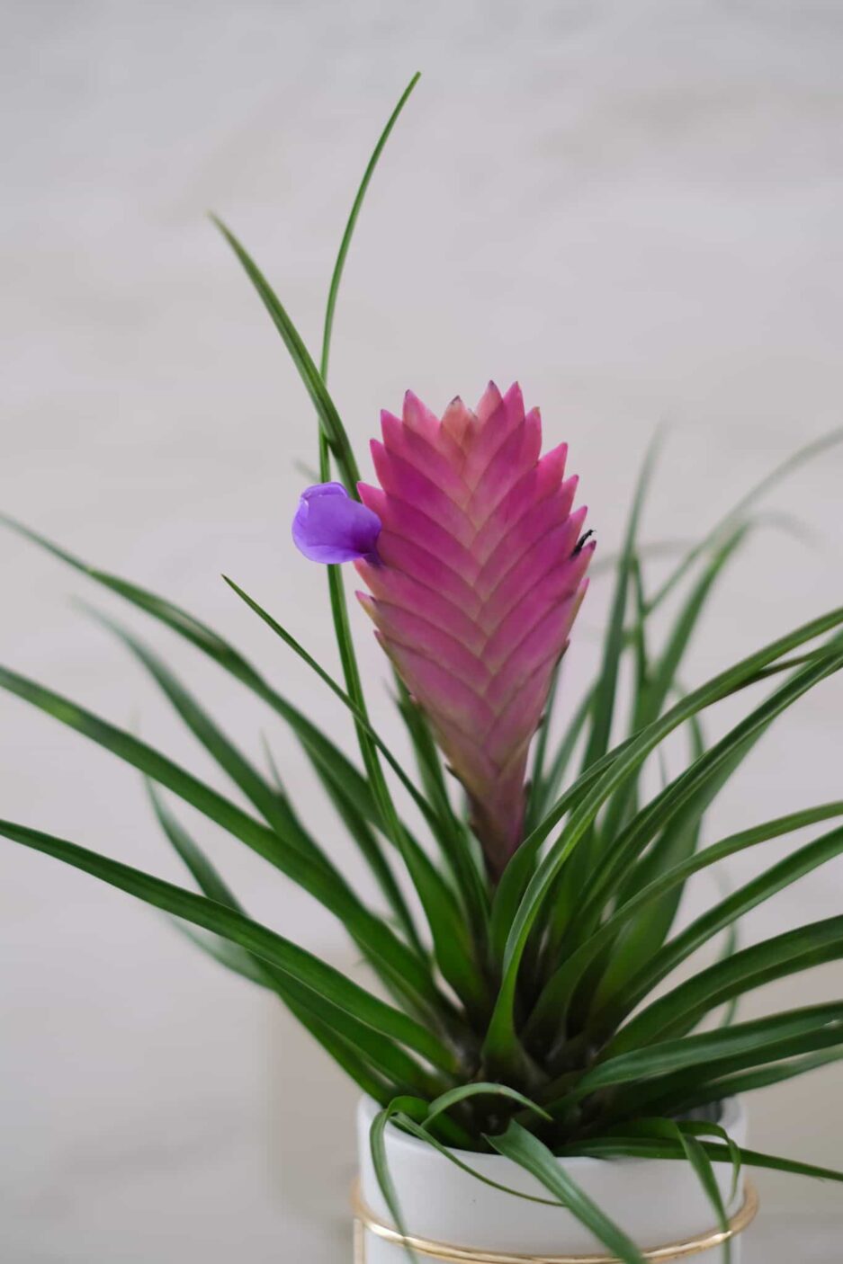 Tillandsia Cynaea Pink Quill