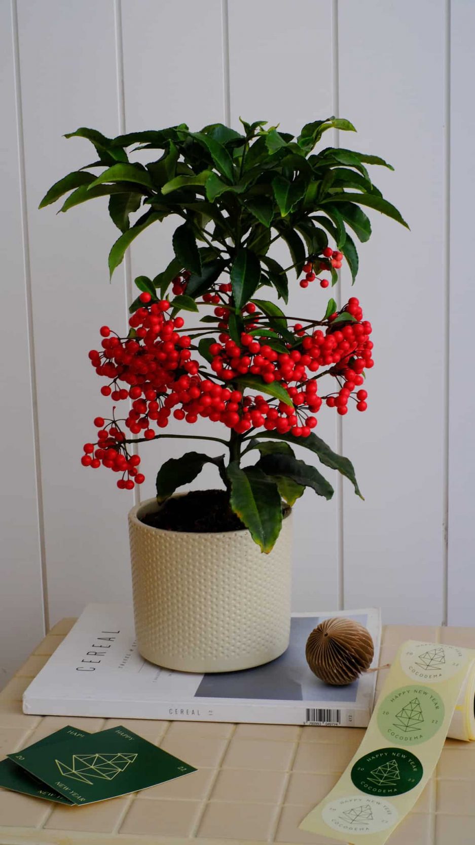 ardisia crenata christmas tree coral berry