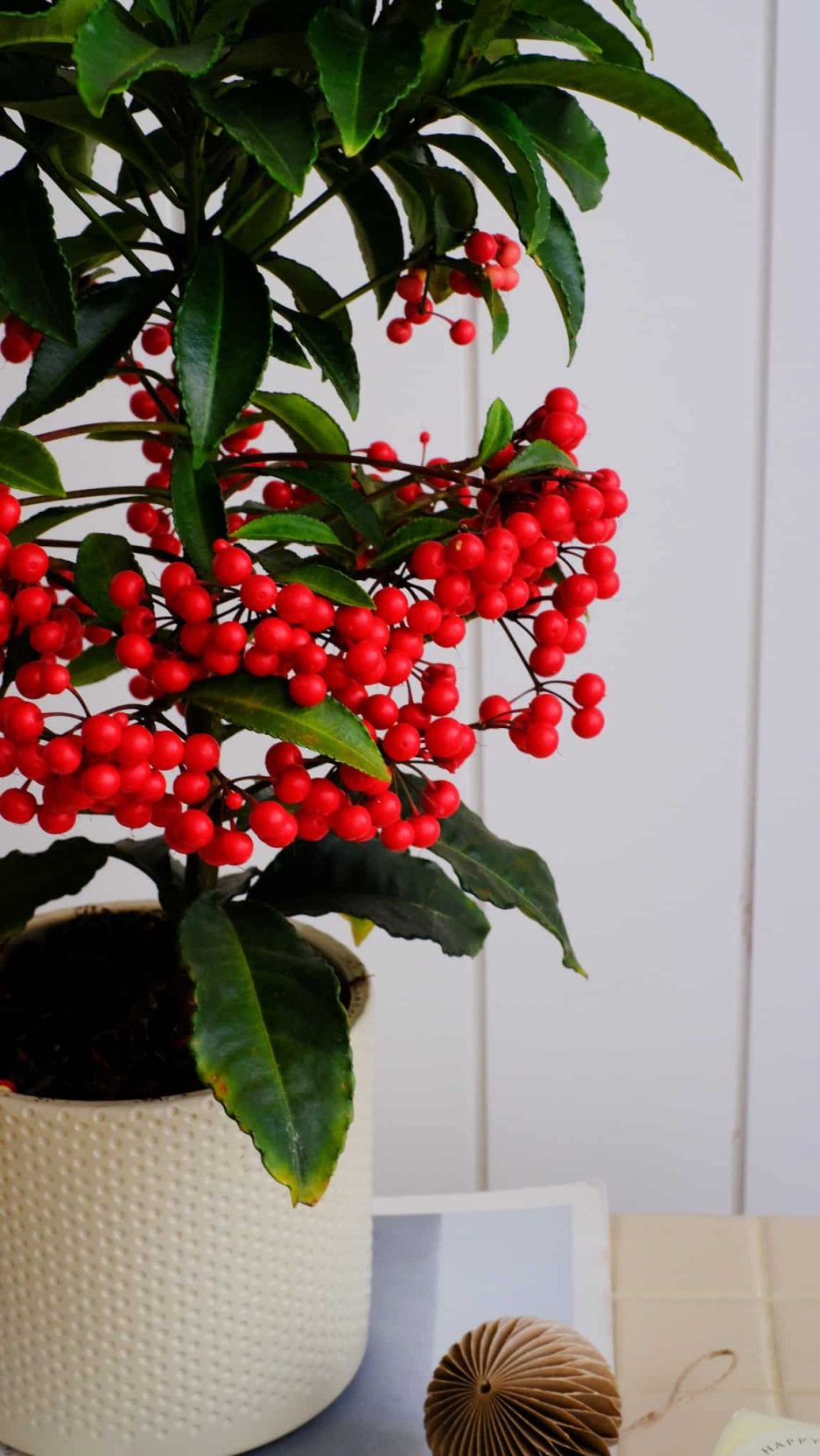 ardisia crenata christmas tree coral berry detay