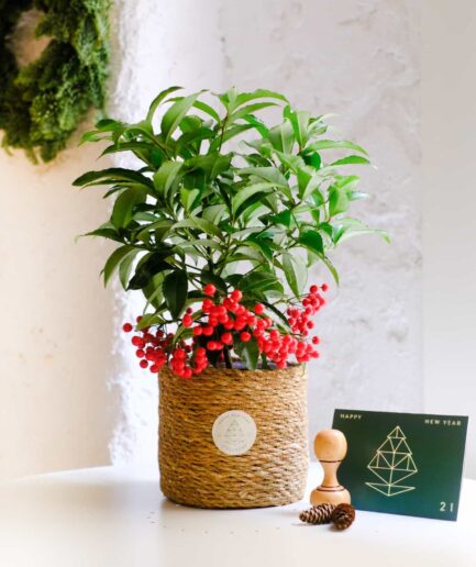 Ardisia Crenata, Coral Berry, Christmas Berry, Mercan