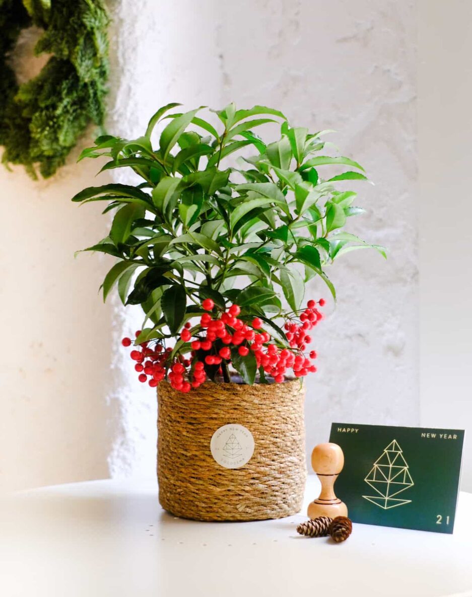 Ardisia Crenata, Coral Berry, Christmas Berry, Mercan