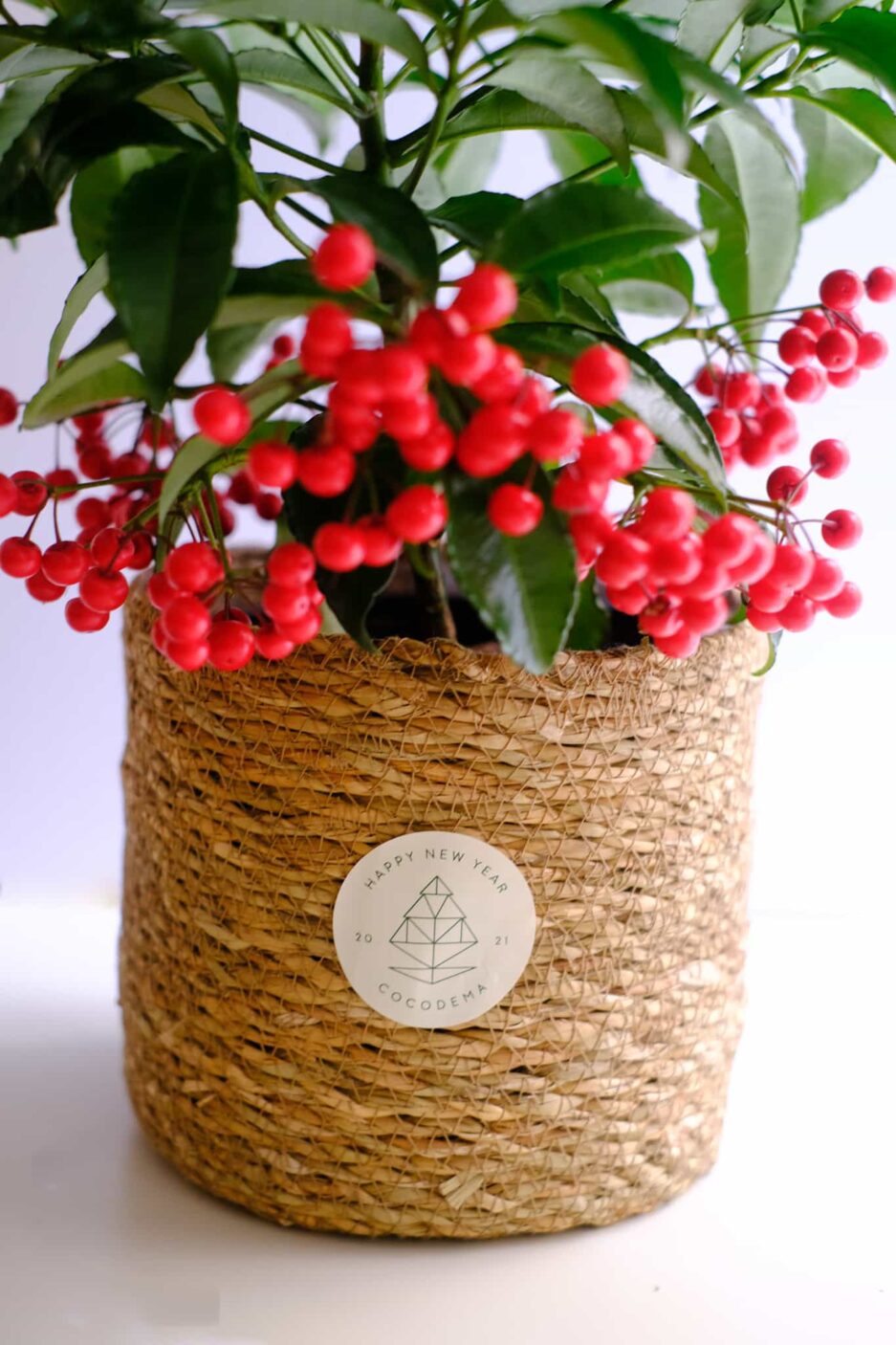 Ardisia Crenata, Coral Berry, Christmas Berry, Mercan