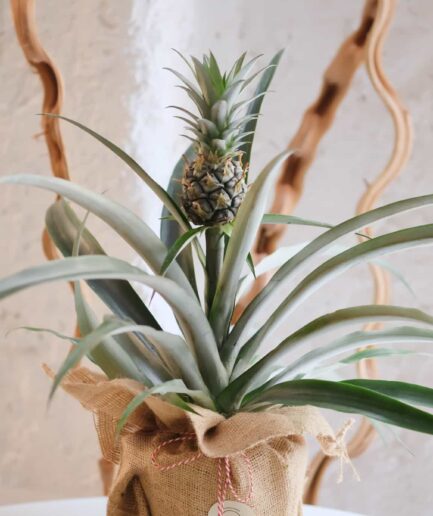 Pineapple Ananas Bitkisi