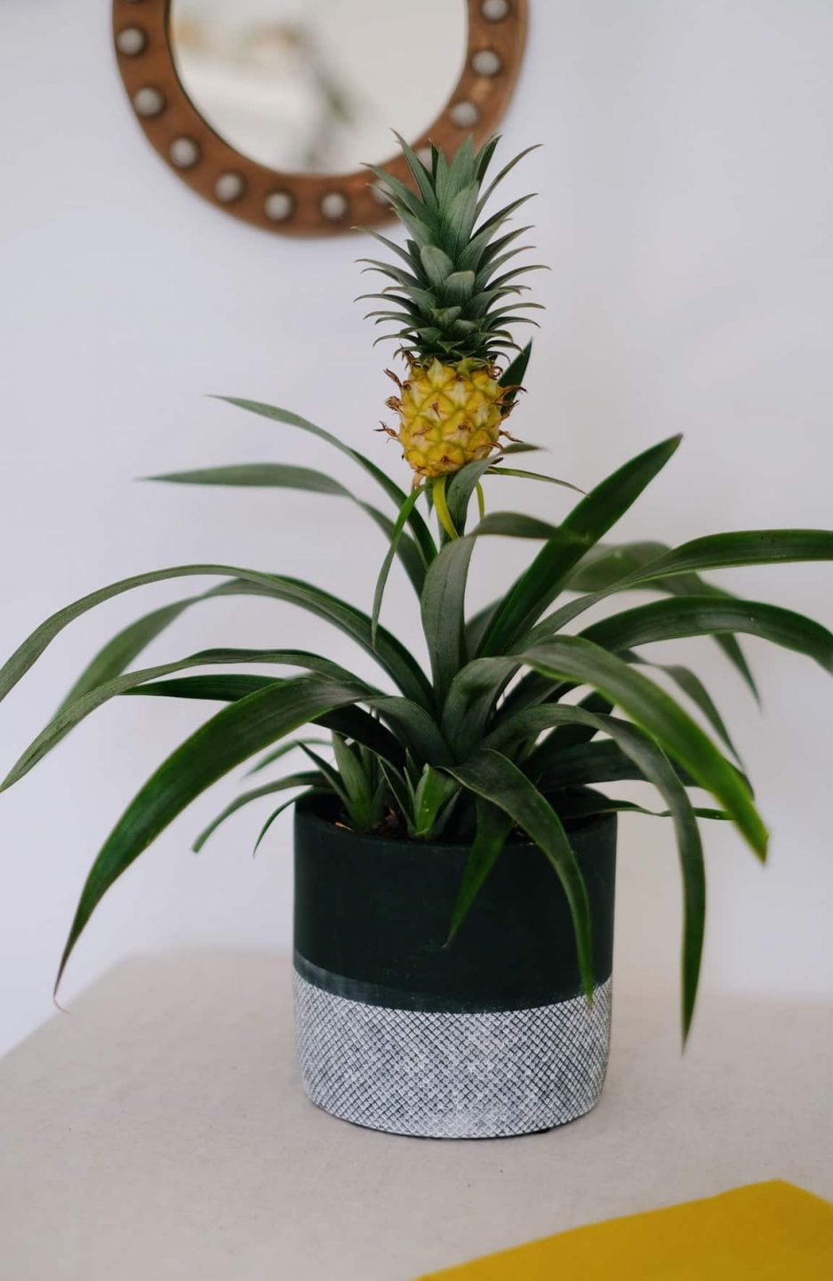 pineapple ananas bitkisi saksılı