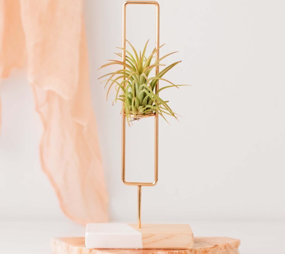 airplant