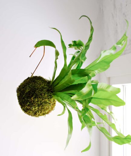 asplenium nidus kokedama cocodema