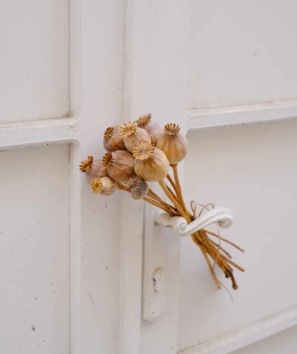 Haşhaş Demeti (Papaver somniferum)