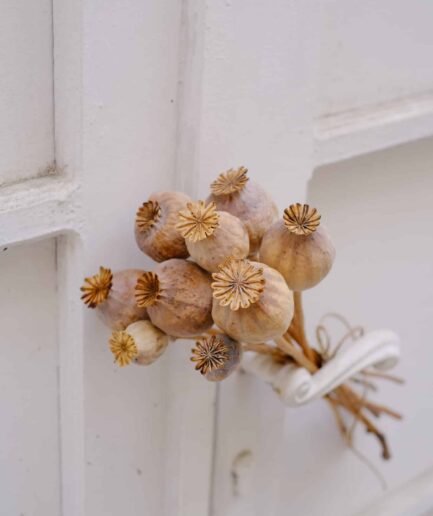 Haşhaş Demeti Papaver somniferum detay