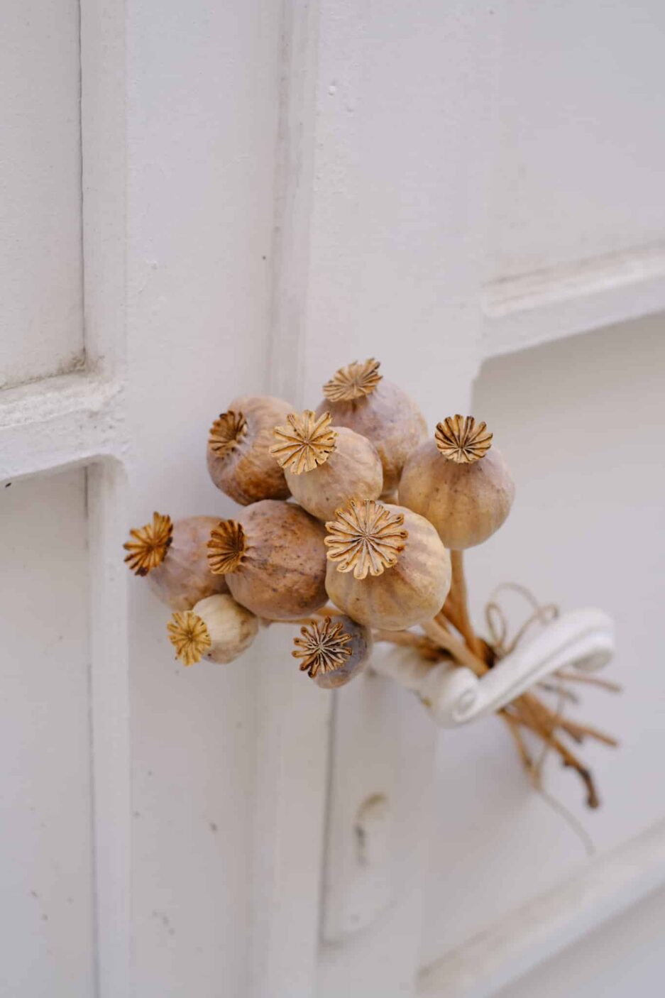 Haşhaş Demeti Papaver somniferum detay