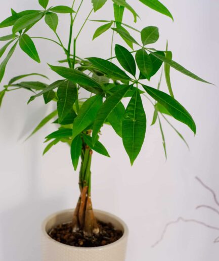 Pachira Aquatica (Para Ağacı) Mint Saksılı