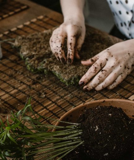 iç mekan bitki bakımı ve kokedama atölyesi cocodema