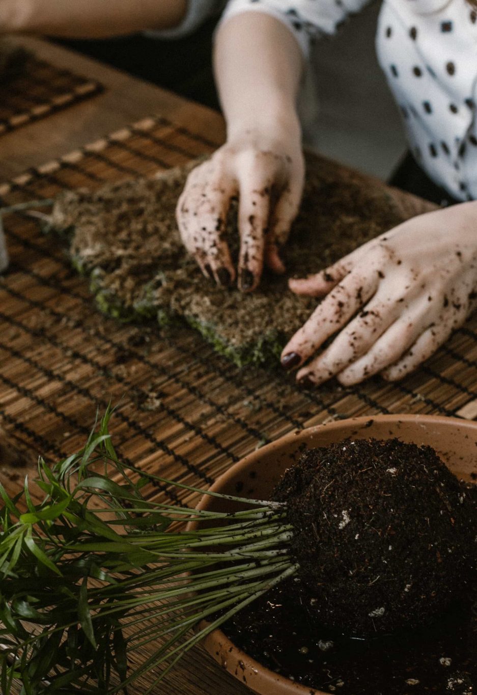 iç mekan bitki bakımı ve kokedama atölyesi cocodema