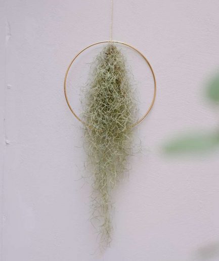 Tillandsia usneoides spanish moss hava bitkisi air plant moonshine