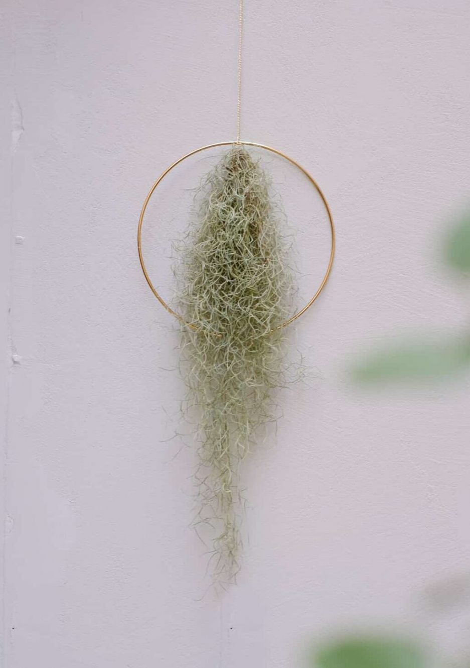 Tillandsia usneoides spanish moss hava bitkisi air plant moonshine