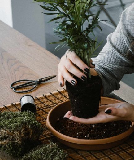 iç mekan bitki bakımı ve kokedama atölyesi