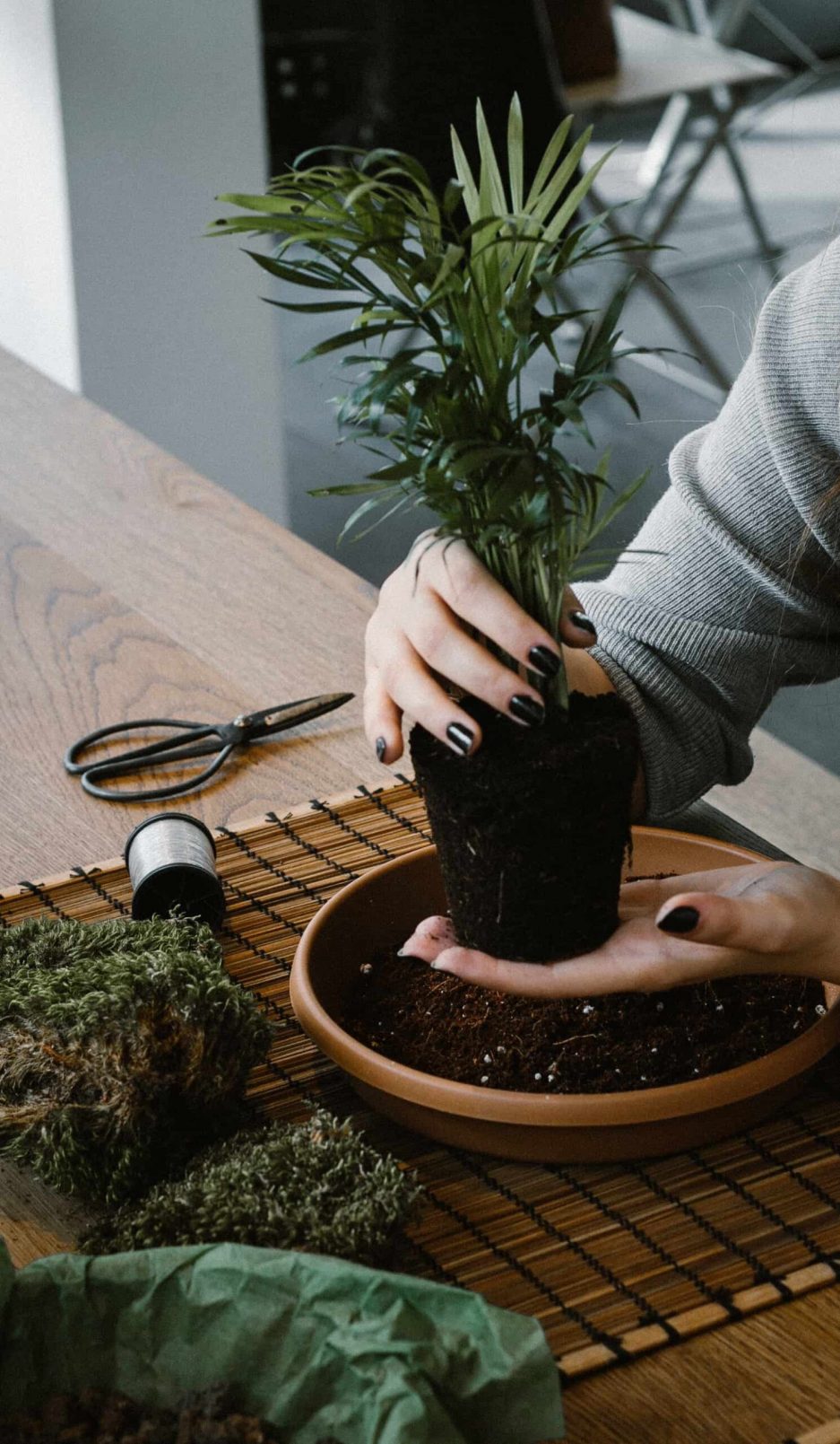 iç mekan bitki bakımı ve kokedama atölyesi