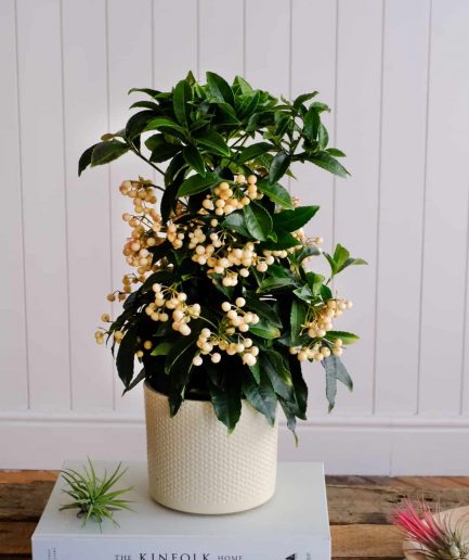 ardisia crenata christmas tree snow berry