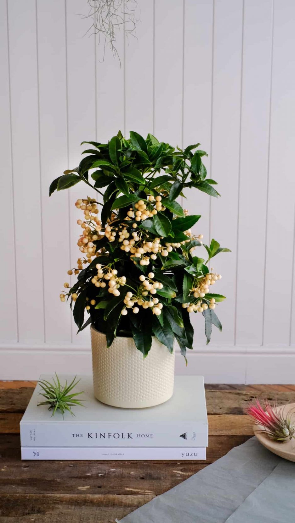 ardisia crenata christmas tree snow berry